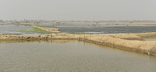 Our research team is interested in whether shrimp farming, one of many potential livelihoods in southwest Bangladesh, is destructive to the social, political, and economic resilience of a community.