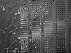 Chemotaxis/Haptotaxis Microfluidic