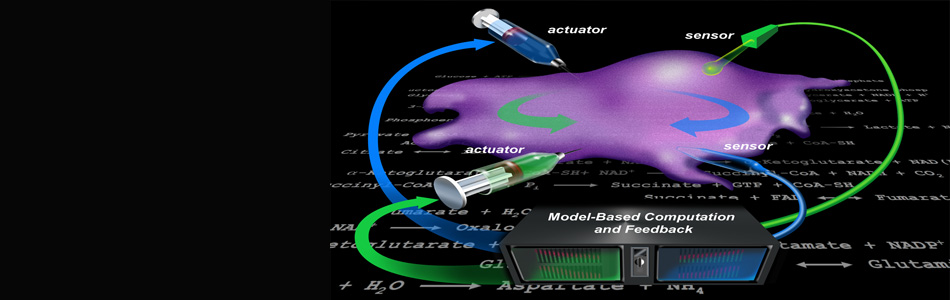 Model-based computation and feedback