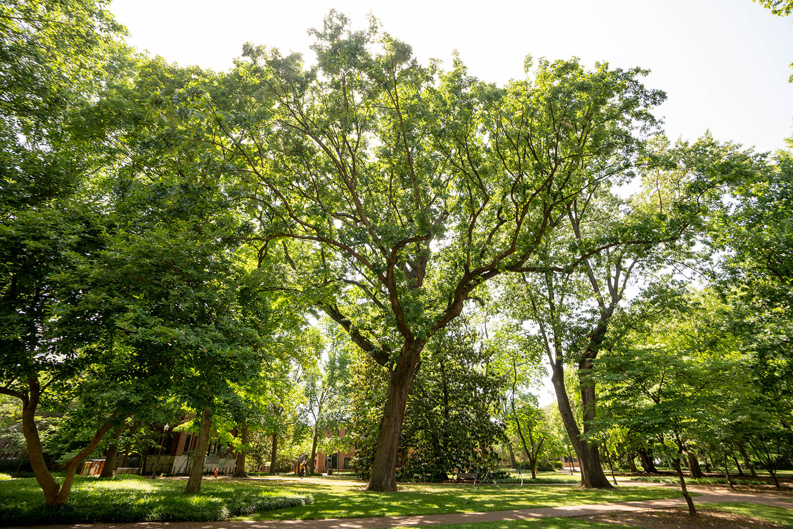 Arboretum