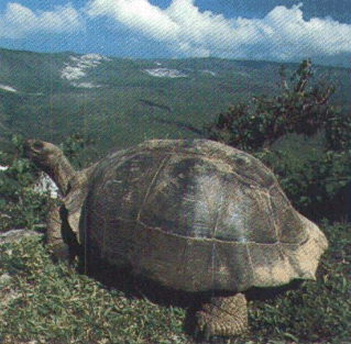 Galapagos Tortoise