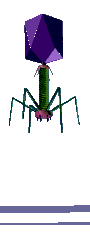 Bacteriophage animation