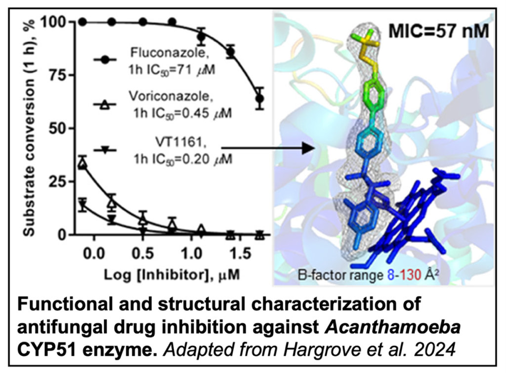 Putting the fun back in antifungals new insights into Acanthamoeba