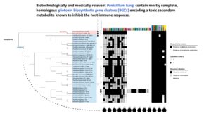 Characterization of a toxic secondary metabolite cluster in Penicillium fungi (DSI-SRP)