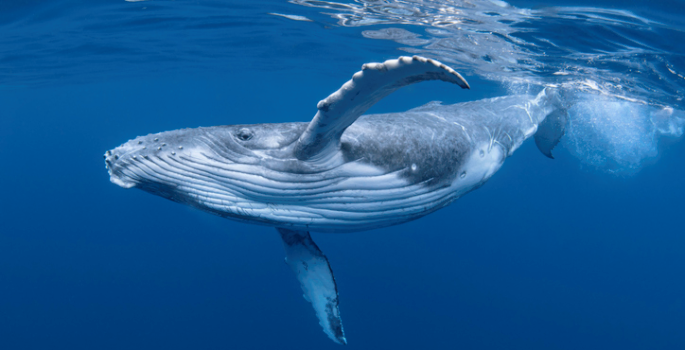 Whale in deep blue water