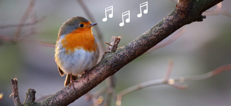 Researchers suggest that complex bird songs might require large populations