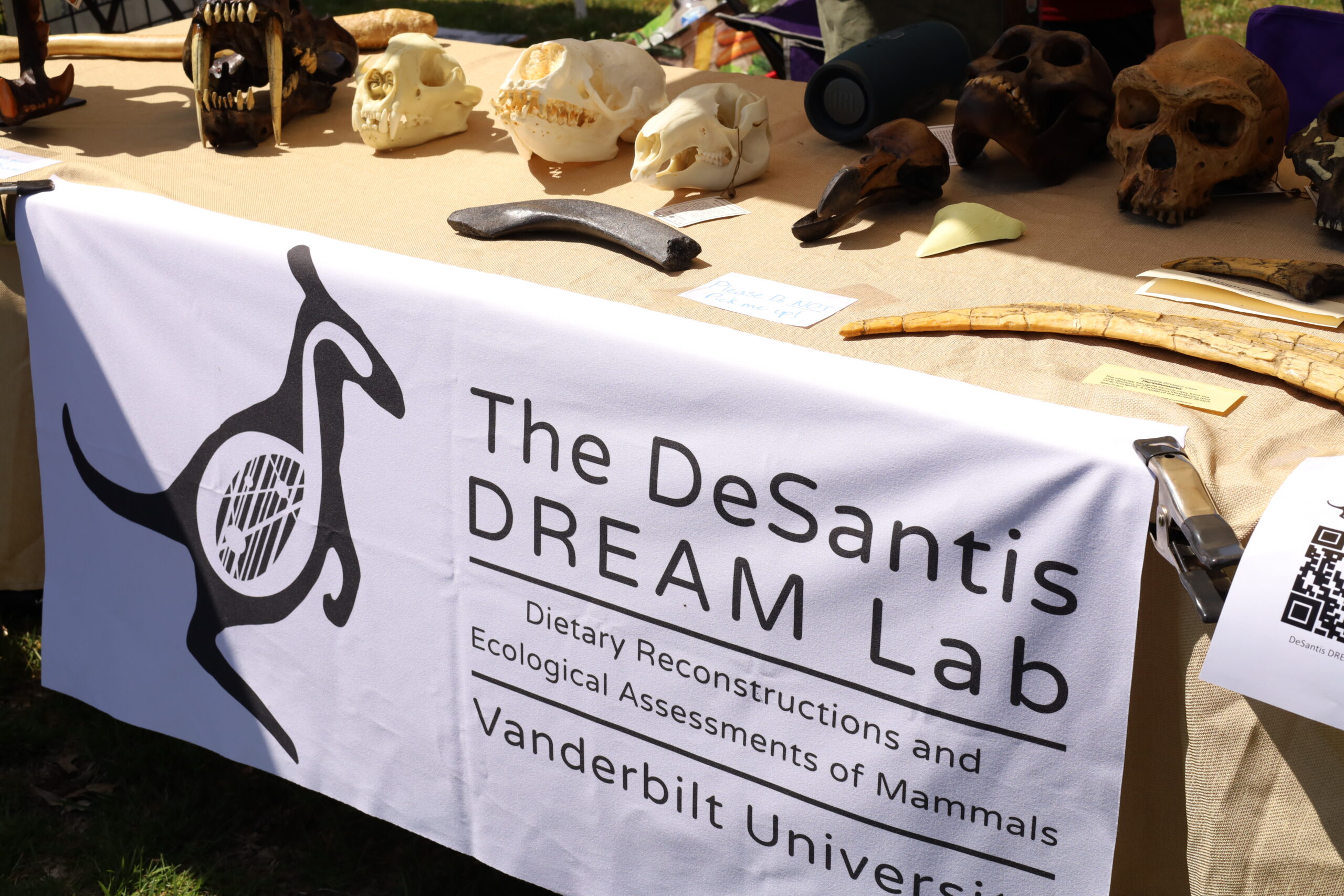 Table with casts of skull fossils and a banner for the DeSantis DREAM Lab