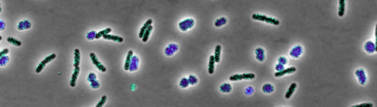 Bacteria fluorescing on grey background. Circles and elongated ovals