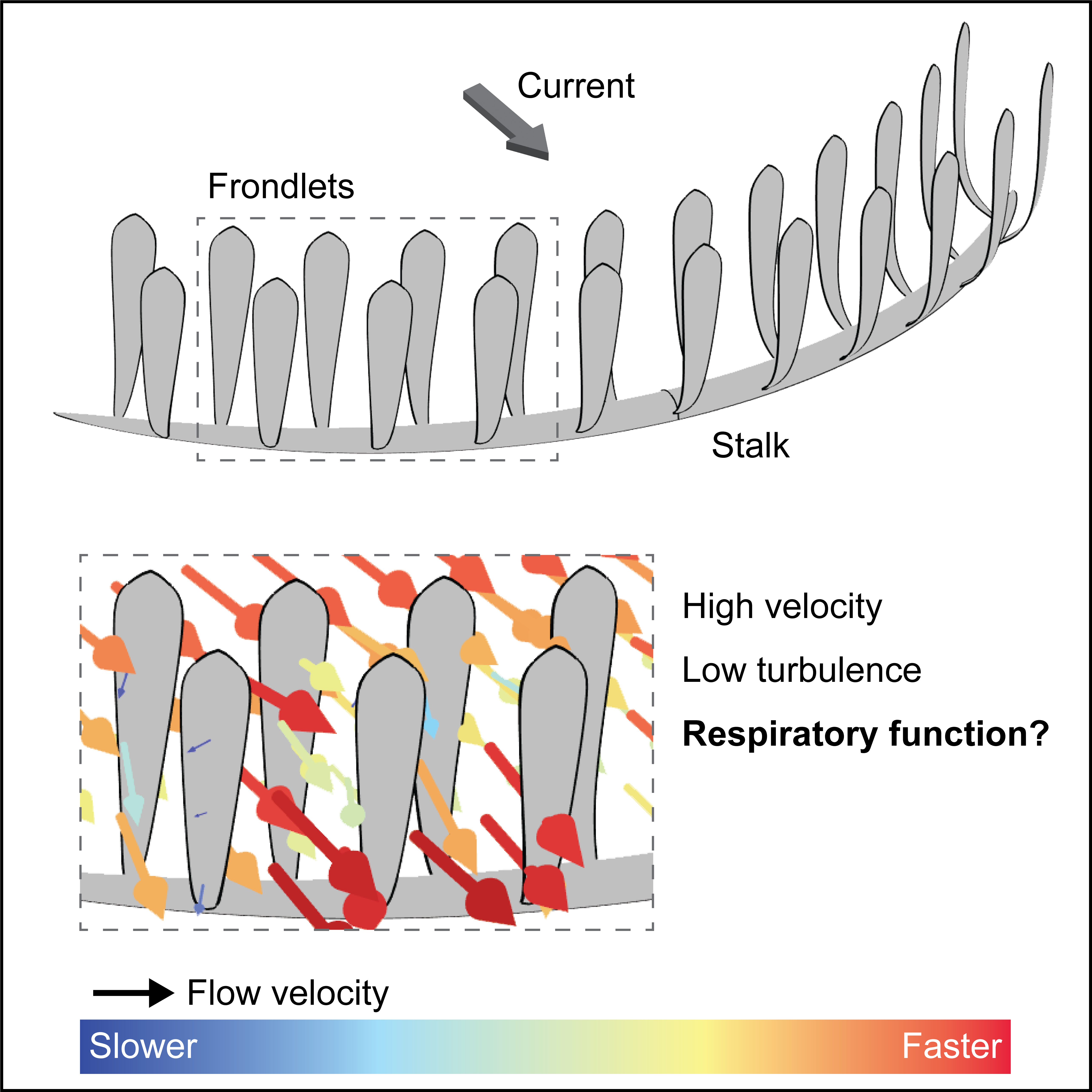 Graphical abstract. Frondlets in twin pairs coming off a worm like base. Arrows showing water movement at different speeds through the frondlets