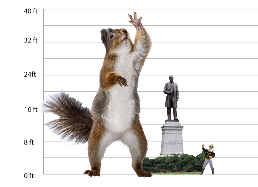 Squirrel Size Chart