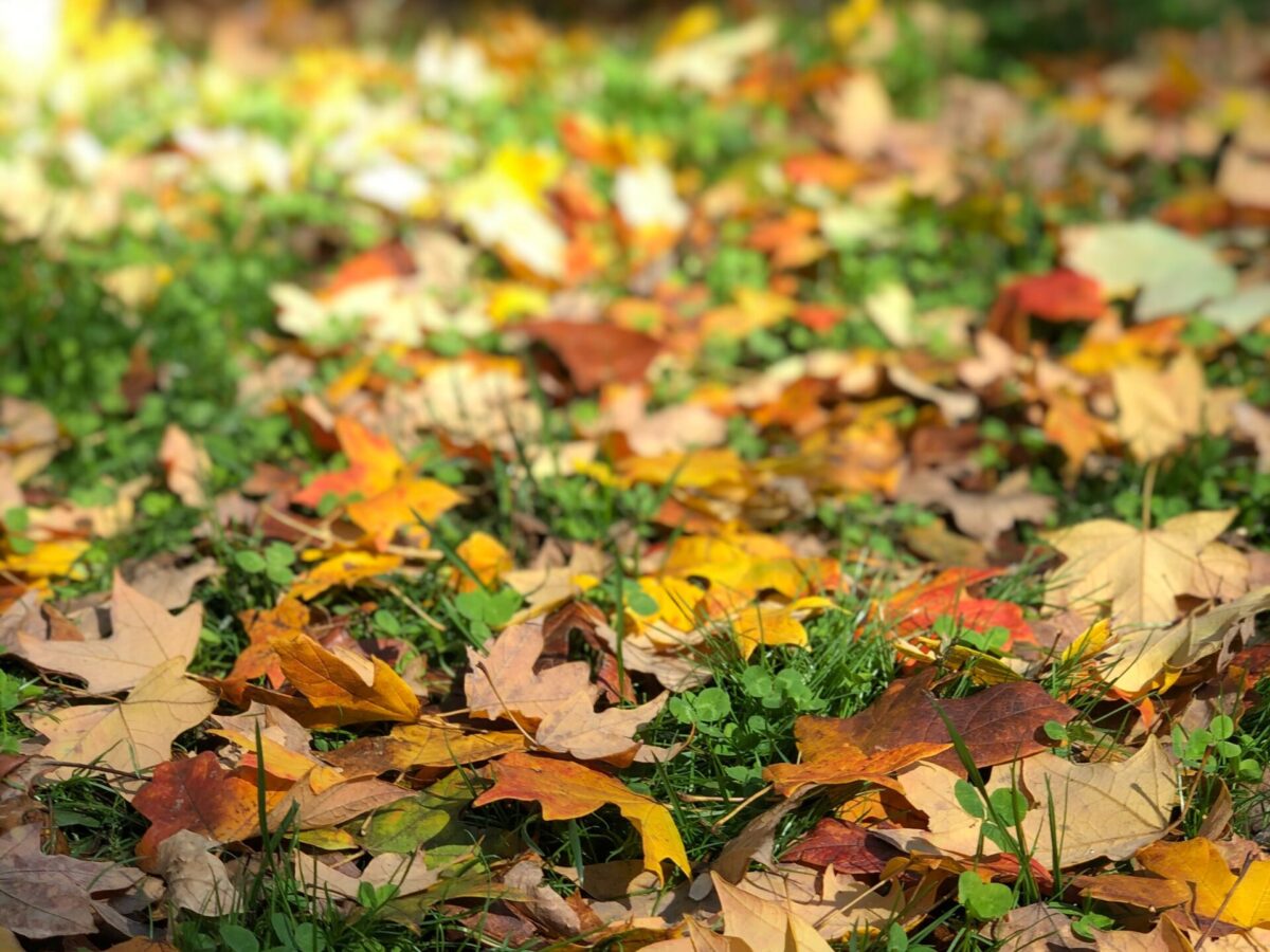 Fall Leaves Vanderbilt