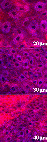 Multiphoton Tissue