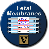 Fetal Membrane