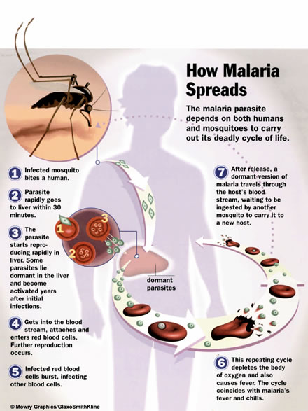 malaria lifecycle